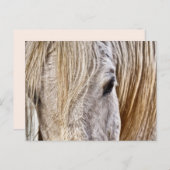 briefkaart van bruin paard (Voorkant / Achterkant)