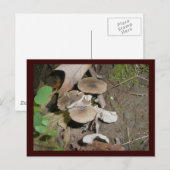 Briefkaart van bruine Bunch-paddenstoelen (Voorkant / Achterkant)