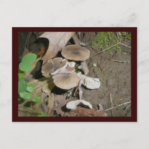 Briefkaart van bruine Bunch-paddenstoelen