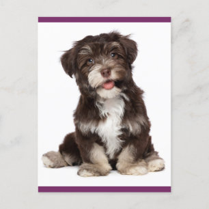 Briefkaart van bruine en witte Havanese puppy Dog