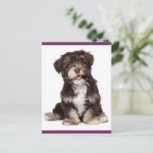 Briefkaart van bruine en witte Havanese puppy Dog (Staand voorkant)