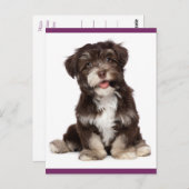 Briefkaart van bruine en witte Havanese puppy Dog (Voorkant / Achterkant)