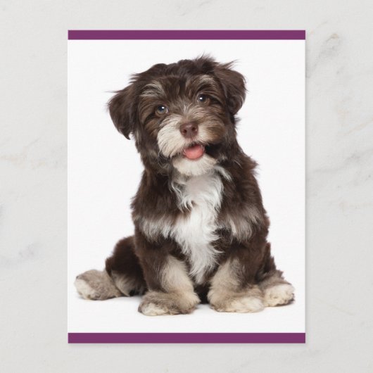 Briefkaart van bruine en witte Havanese puppy Dog (Voorkant)