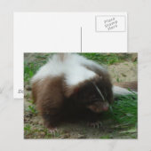 Briefkaart van bruine en witte stinkdieren (Voorkant / Achterkant)