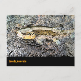 Briefkaart van bruine forel