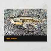 Briefkaart van bruine forel (Voorkant)