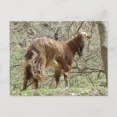 Briefkaart van bruine geiten (Voorkant)