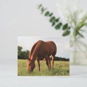 Briefkaart van bruine paarden (Staand voorkant)