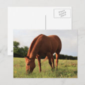 Briefkaart van bruine paarden (Voorkant / Achterkant)