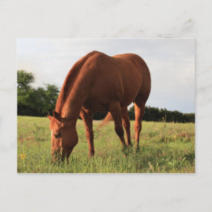 Briefkaart van bruine paarden