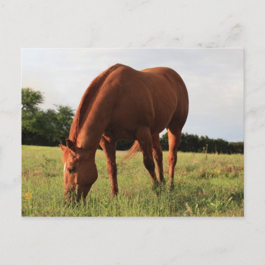 Briefkaart van bruine paarden (Voorkant)