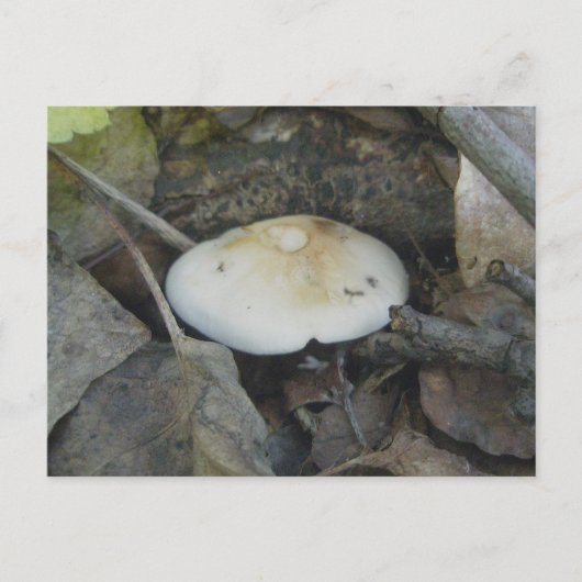 Briefkaart van bruine paddenstoel (Voorkant)