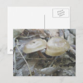 Briefkaart van bruine paddenstoelen (Voorkant / Achterkant)