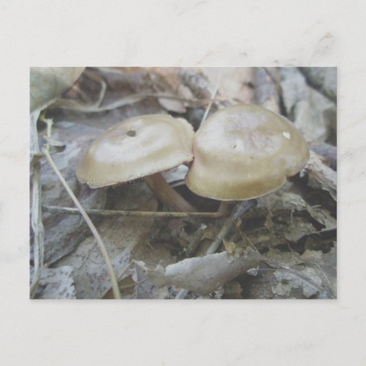 Briefkaart van bruine paddenstoelen (Voorkant)