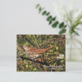 Briefkaart van bruine Thrasher (Staand voorkant)