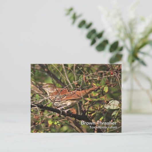 Briefkaart van bruine Thrasher (Staand voorkant)