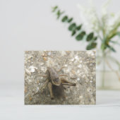 Briefkaart van bruine velcricket (Staand voorkant)