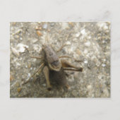 Briefkaart van bruine velcricket (Voorkant)