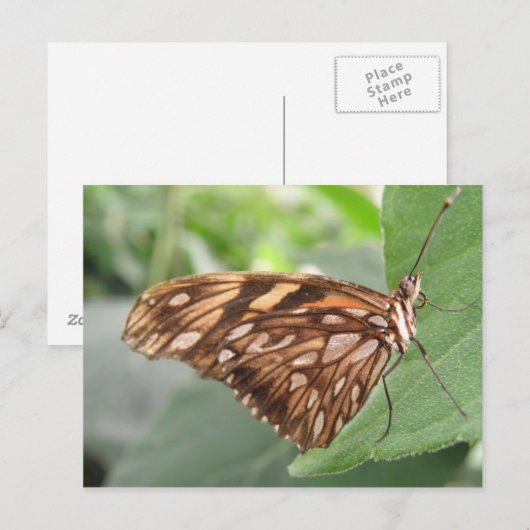 Briefkaart van bruine vlinder (Voorkant / Achterkant)