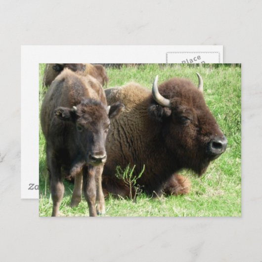 Briefkaart van buffelAfbeelding (Voorkant / Achterkant)
