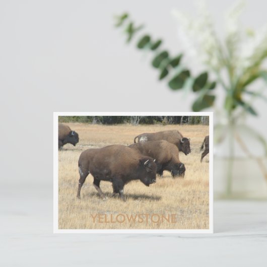 Briefkaart van buffelgeelsteen (Staand voorkant)