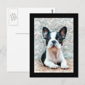 Briefkaart van Bulldog (Voorkant / Achterkant)