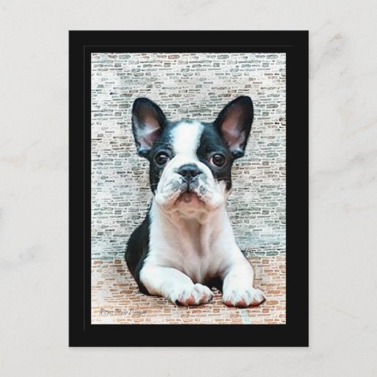 Briefkaart van Bulldog (Voorkant)