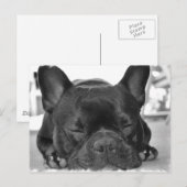Briefkaart van Bulldog (Voorkant / Achterkant)