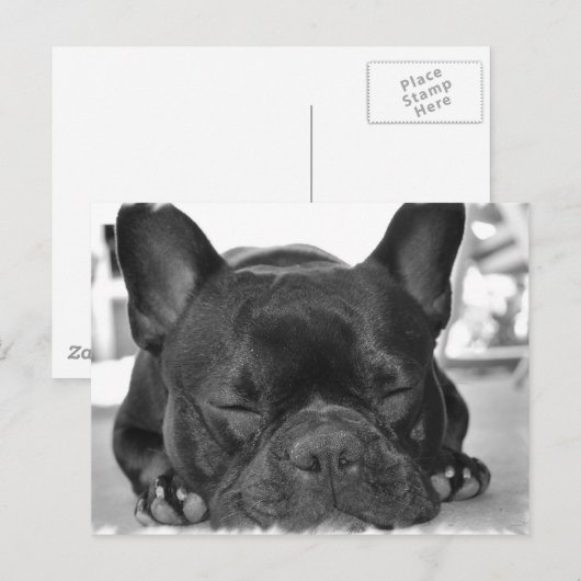 Briefkaart van Bulldog (Voorkant / Achterkant)