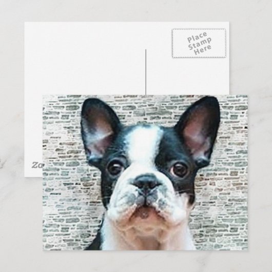 Briefkaart van Bulldog (Voorkant / Achterkant)