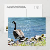 Briefkaart van Canadese ganzen (mam en babes) (Voorkant / Achterkant)