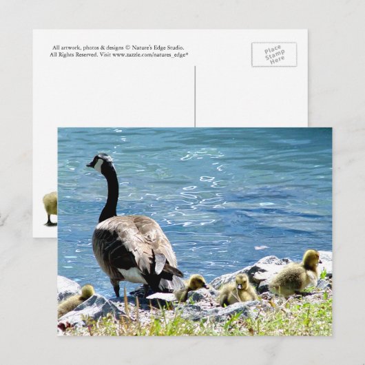 Briefkaart van Canadese ganzen (mam en babes) (Voorkant / Achterkant)