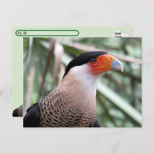 Briefkaart van Caracara Postkruising Crested