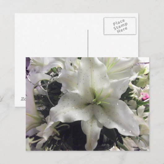 Briefkaart van Casablanca Lily (Voorkant / Achterkant)