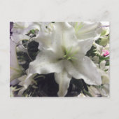 Briefkaart van Casablanca Lily (Voorkant)