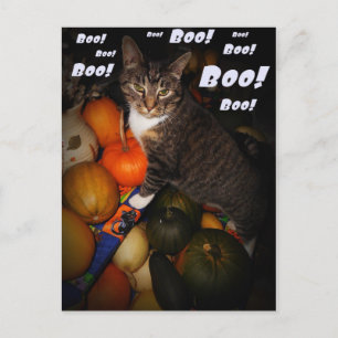 Briefkaart van Cat en Pumpkin Boo Halloween