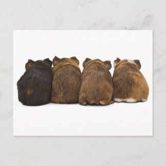 Briefkaart van cavia's