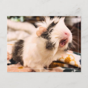 Briefkaart van cavia's