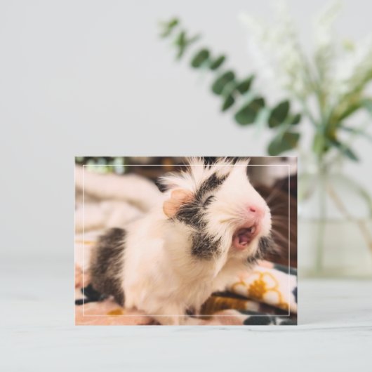 Briefkaart van cavia's (Staand voorkant)
