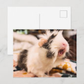 Briefkaart van cavia's (Voorkant / Achterkant)