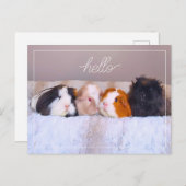 Briefkaart van cavia's (Voorkant / Achterkant)