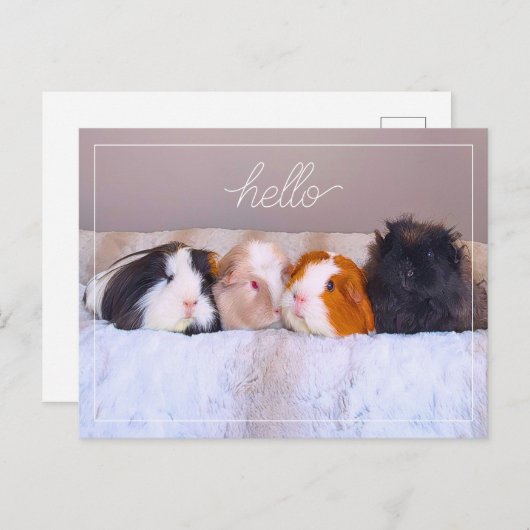 Briefkaart van cavia's (Voorkant / Achterkant)