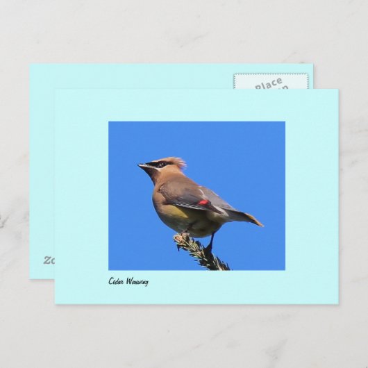 Briefkaart van Cedar Waxwing (Voorkant / Achterkant)