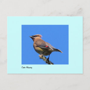 Briefkaart van Cedar Waxwing