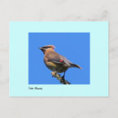Briefkaart van Cedar Waxwing (Voorkant)
