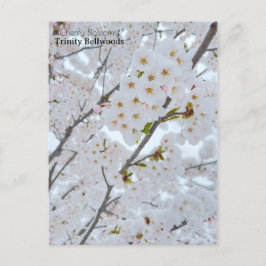 Briefkaart van Cherry-bloesems in Trinity Bellwood