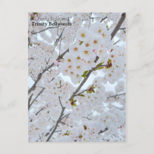 Briefkaart van Cherry-bloesems in Trinity Bellwood
