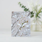 Briefkaart van Cherry-bloesems in Trinity Bellwood (Staand voorkant)