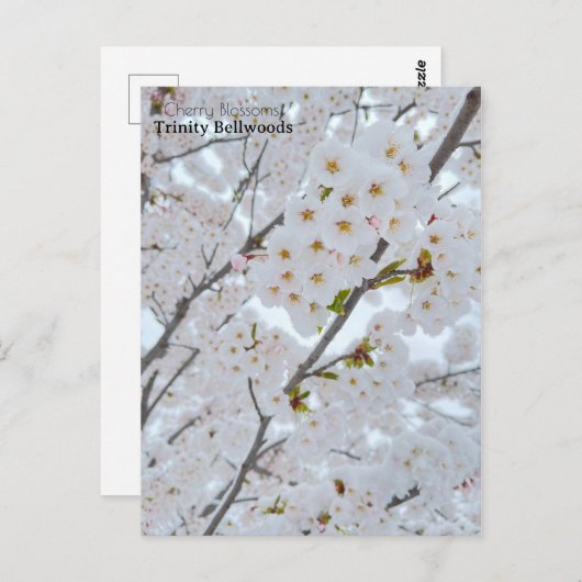 Briefkaart van Cherry-bloesems in Trinity Bellwood (Voorkant / Achterkant)