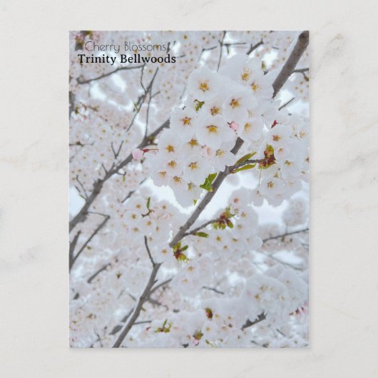 Briefkaart van Cherry-bloesems in Trinity Bellwood (Voorkant)
